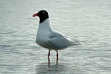 Little Gull